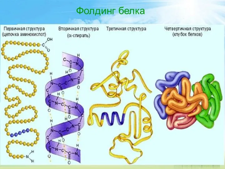 Фолдинг белка