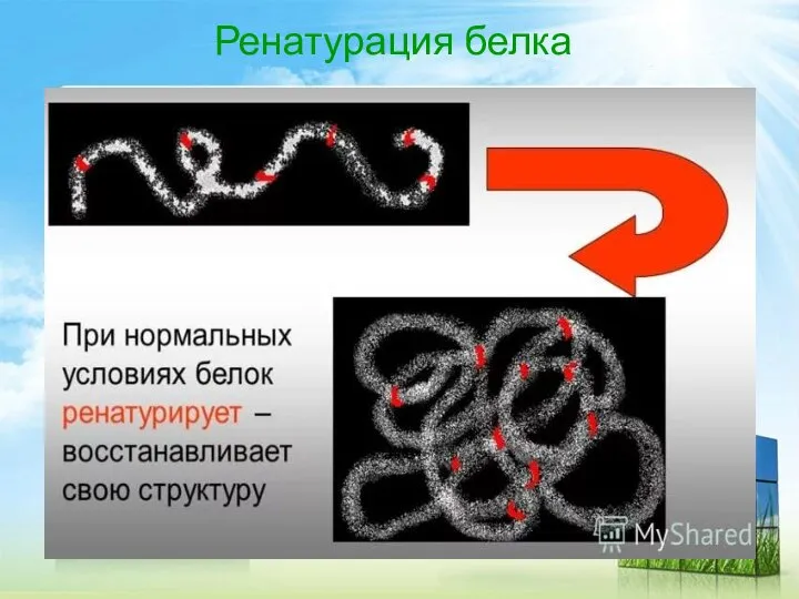 Ренатурация белка