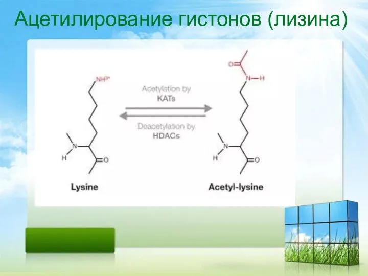 Ацетилирование гистонов (лизина)