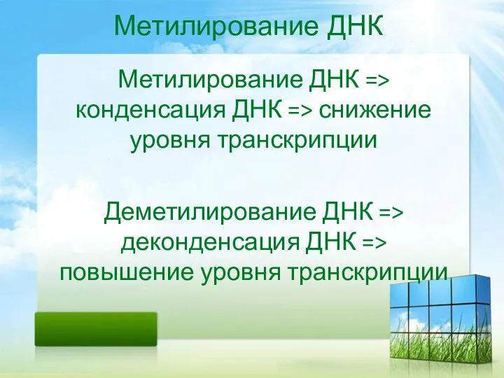 Метилирование ДНК Метилирование ДНК => конденсация ДНК => снижение уровня транскрипции Деметилирование