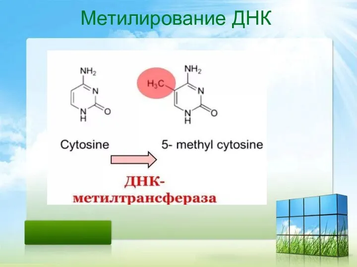 Метилирование ДНК