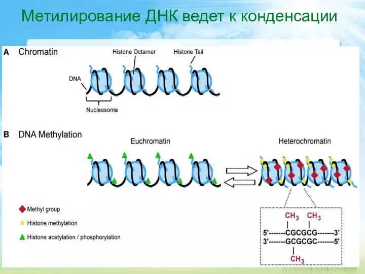 Метилирование ДНК ведет к конденсации