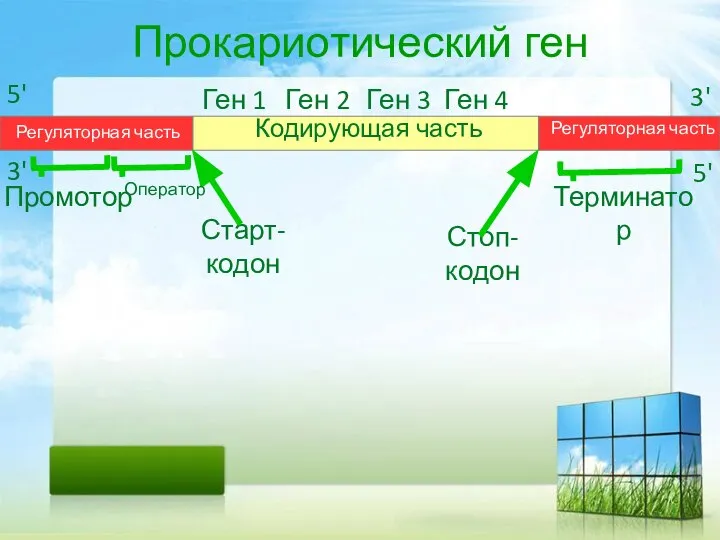 Прокариотический ген Кодирующая часть Регуляторная часть Регуляторная часть 3' 3' 5' 5'