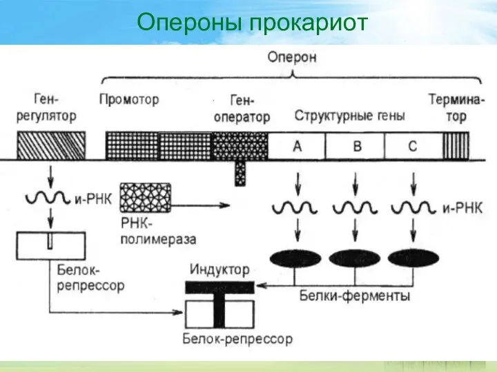 Опероны прокариот