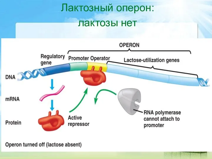 Лактозный оперон: лактозы нет