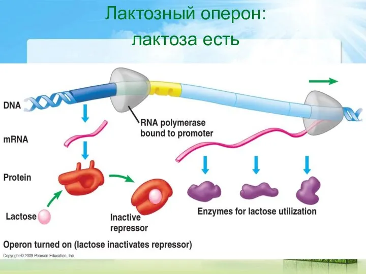 Лактозный оперон: лактоза есть