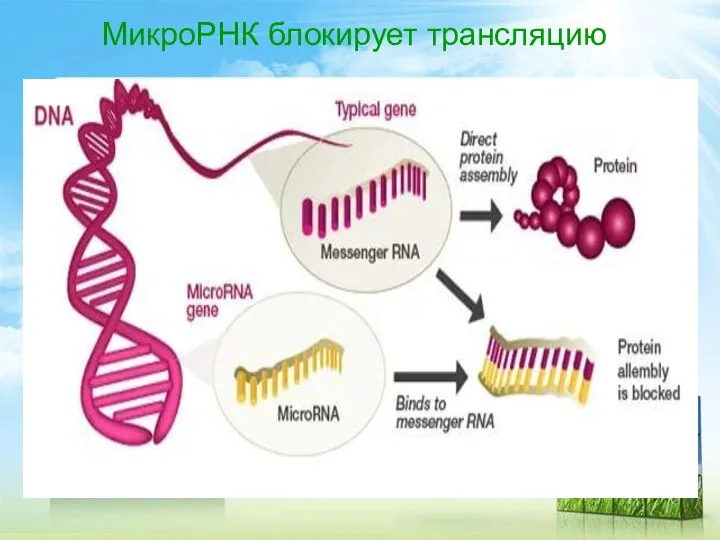 МикроРНК блокирует трансляцию