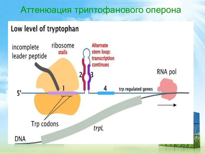 Аттенюация триптофанового оперона