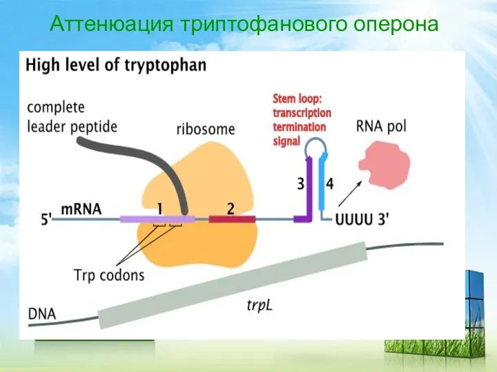 Аттенюация триптофанового оперона