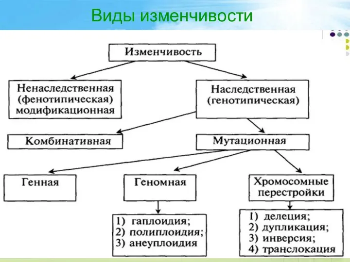 Виды изменчивости