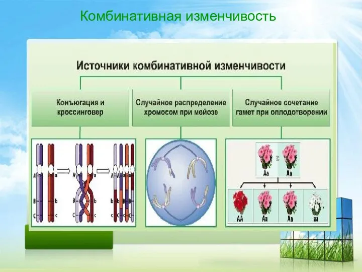 Комбинативная изменчивость