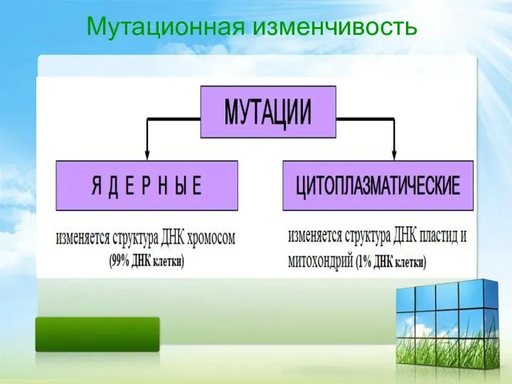 Мутационная изменчивость