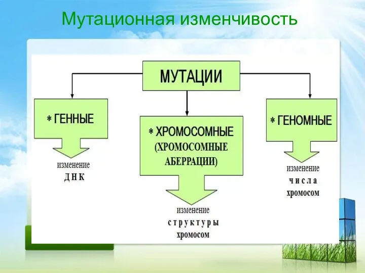 Мутационная изменчивость