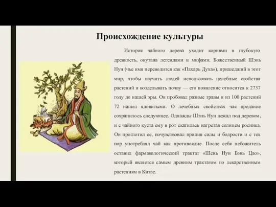 Происхождение культуры История чайного дерева уходит корнями в глубокую древность, окутана легендами