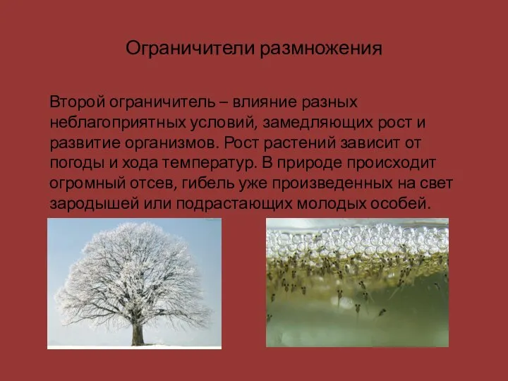 Ограничители размножения Второй ограничитель – влияние разных неблагоприятных условий, замедляющих рост и