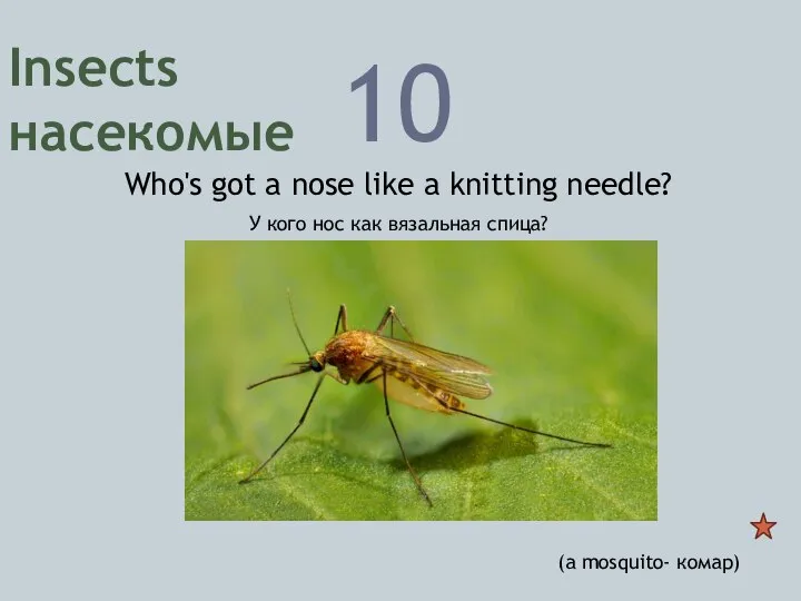 Insects насекомые 10 Who's got a nose like a knitting needle? У