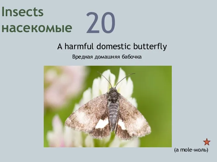 Insects насекомые 20 A harmful domestic butterfly Вредная домашняя бабочка (a mole-моль)
