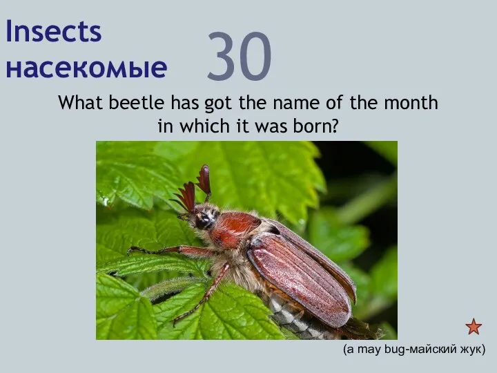 Insects насекомые 30 What beetle has got the name of the month