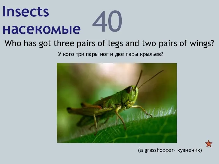 Insects насекомые 40 Who has got three pairs of legs and two