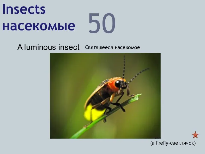 Insects насекомые 50 A luminous insect Святящееся насекомое (a firefly-светлячок)