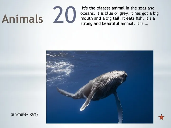 Animals 20 It’s the biggest animal in the seas and oceans. It