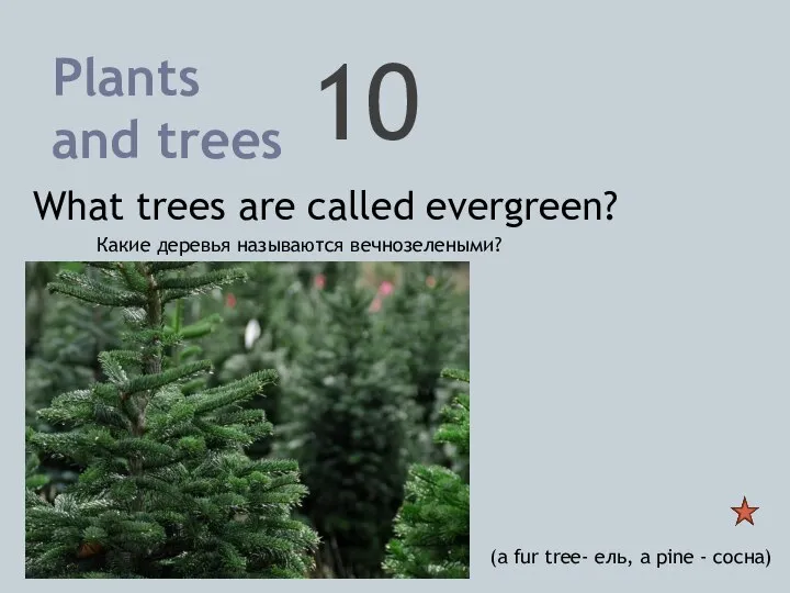 10 Plants and trees What trees are called evergreen? (a fur tree-