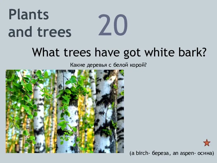 20 What trees have got white bark? Plants and trees Какие деревья