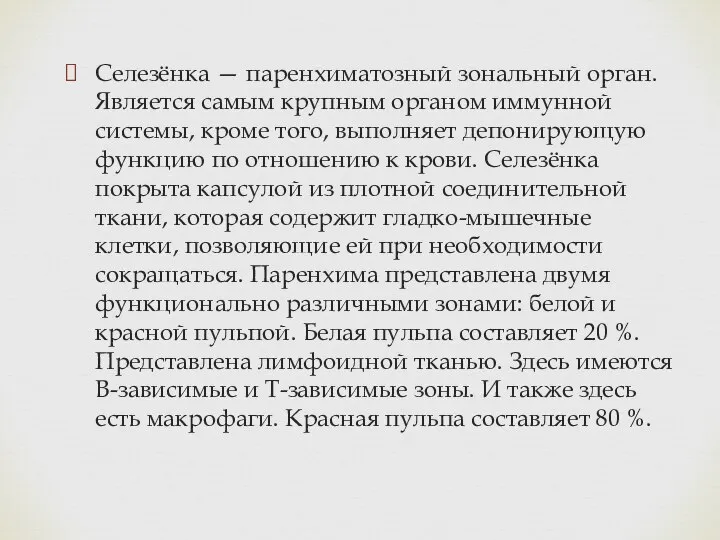 Селезёнка — паренхиматозный зональный орган. Является самым крупным органом иммунной системы, кроме