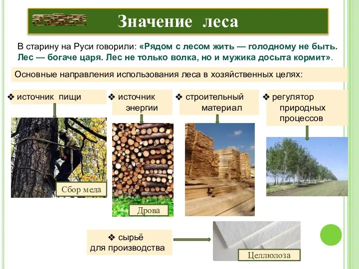 Значение леса В старину на Руси говорили: «Рядом с лесом жить —