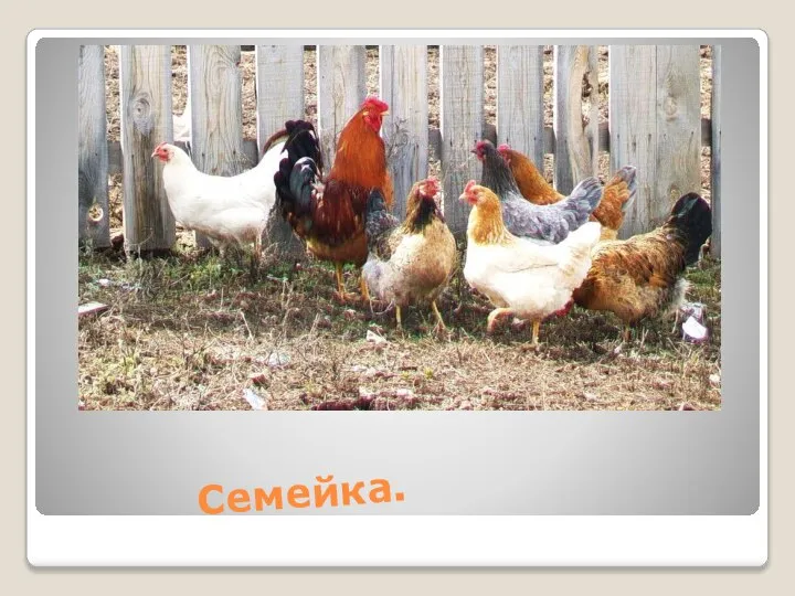 Семейка.