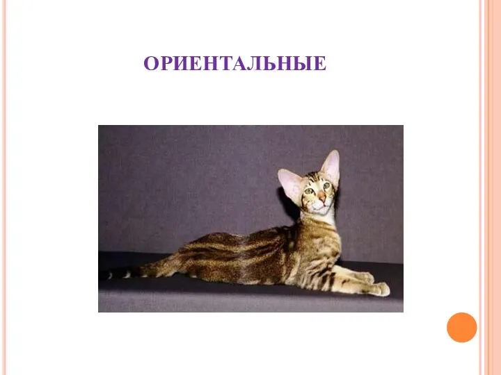 ОРИЕНТАЛЬНЫЕ