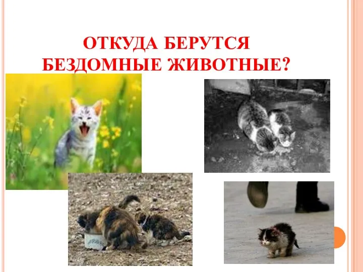 ОТКУДА БЕРУТСЯ БЕЗДОМНЫЕ ЖИВОТНЫЕ?