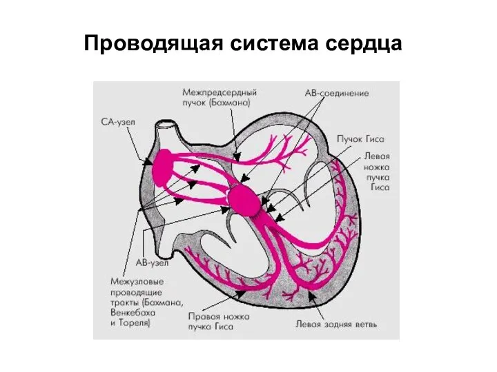 Проводящая система сердца