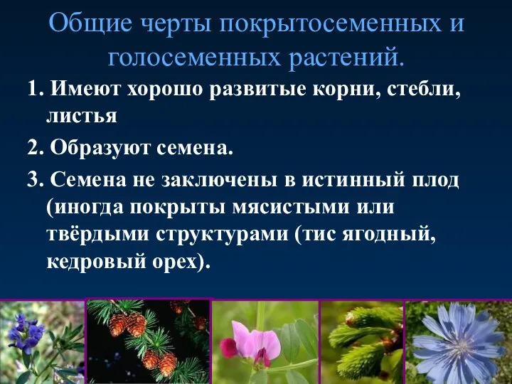 Общие черты покрытосеменных и голосеменных растений. 1. Имеют хорошо развитые корни, стебли,