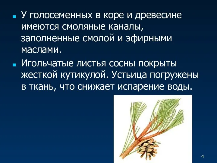 У голосеменных в коре и древесине имеются смоляные каналы, заполненные смолой и