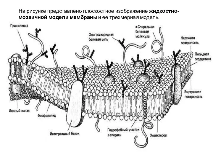 На рисунке представлено плоскостное изображение жидкостно-мозаичной модели мембраны и ее трехмерная модель.