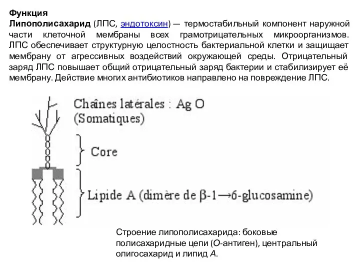 Функция Липополисахарид (ЛПС, эндотоксин) — термостабильный компонент наружной части клеточной мембраны всех