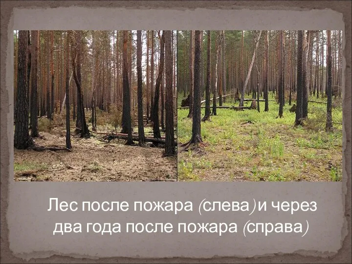 Лес после пожара (слева) и через два года после пожара (справа)
