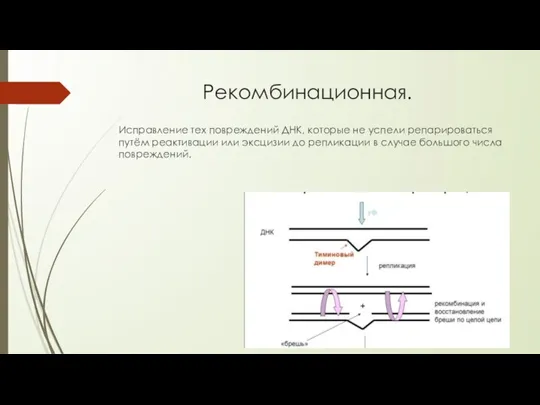 Рекомбинационная. Исправление тех повреждений ДНК, которые не успели репарироваться путём реактивации или