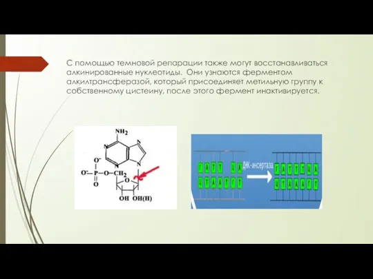 С помощью темновой репарации также могут восстанавливаться алкинированные нуклеотиды. Они узнаются ферментом