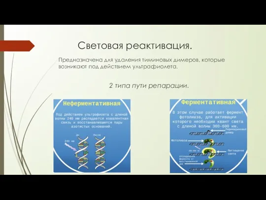 Световая реактивация. Предназначена для удаления тиминовых димеров, которые возникают под действием ультрафиолета. 2 типа пути репарации.