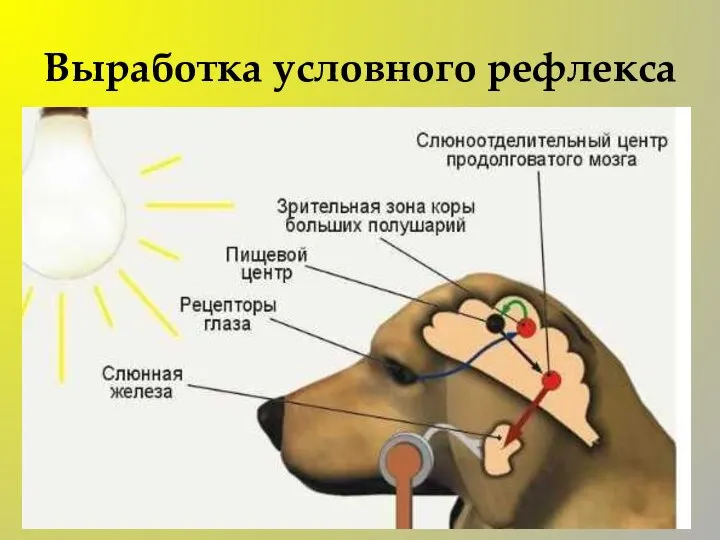 Выработка условного рефлекса