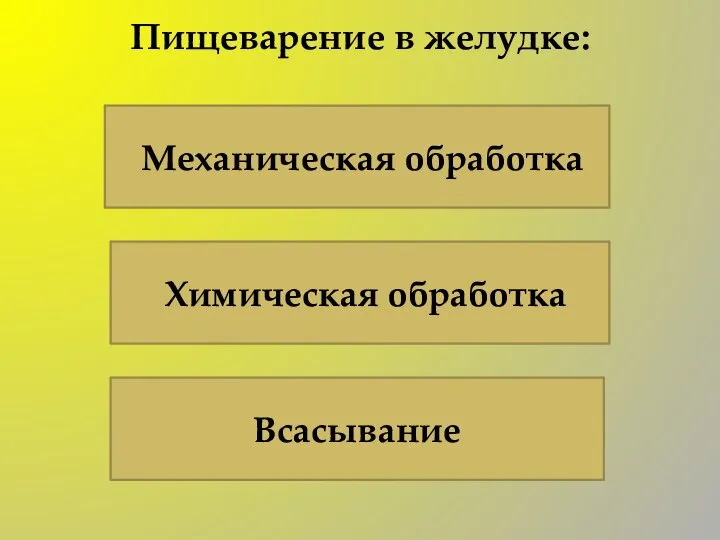 Пищеварение в желудке: Механическая обработка Химическая обработка Всасывание