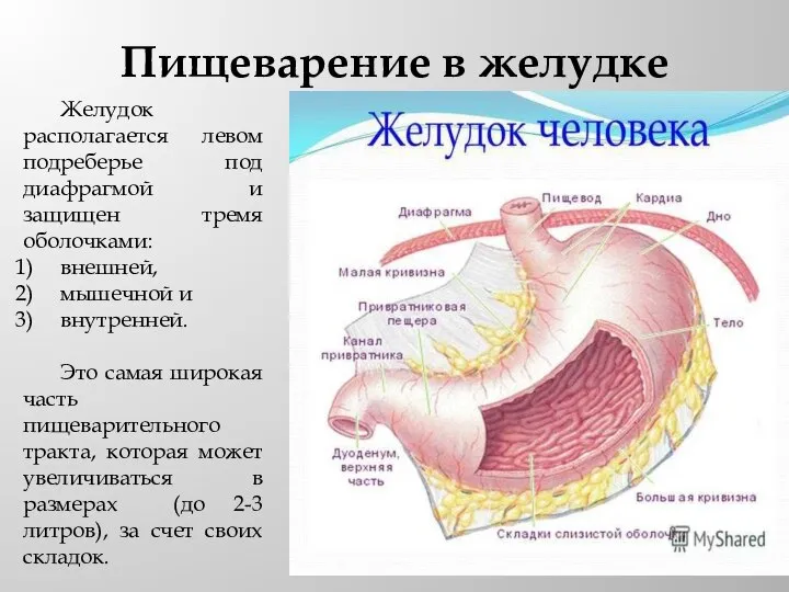 Пищеварение в желудке Желудок располагается левом подреберье под диафрагмой и защищен тремя