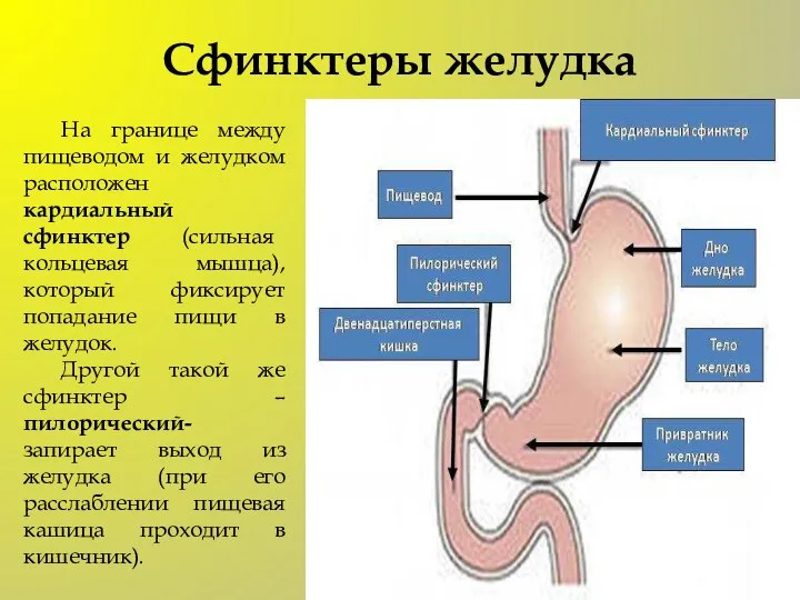 Сфинктеры желудка На границе между пищеводом и желудком расположен кардиальный сфинктер (сильная