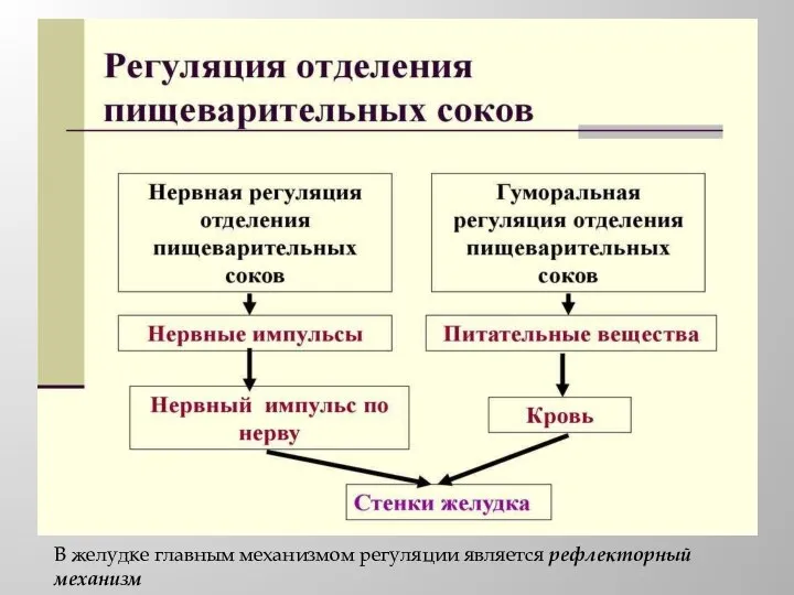 В желудке главным механизмом регуляции является рефлекторный механизм