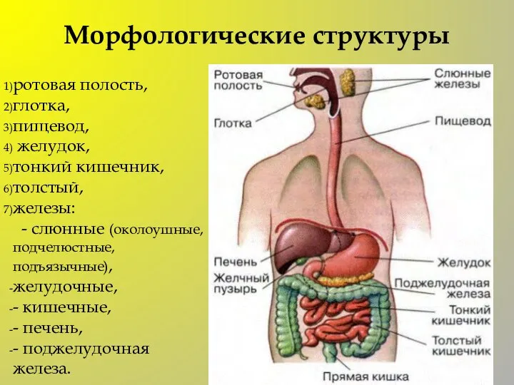 Морфологические структуры ротовая полость, глотка, пищевод, желудок, тонкий кишечник, толстый, железы: -