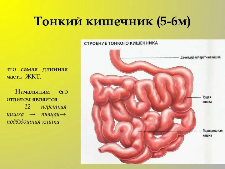 Тонкий кишечник (5-6м) это самая длинная часть ЖКТ. Начальным его отделом является