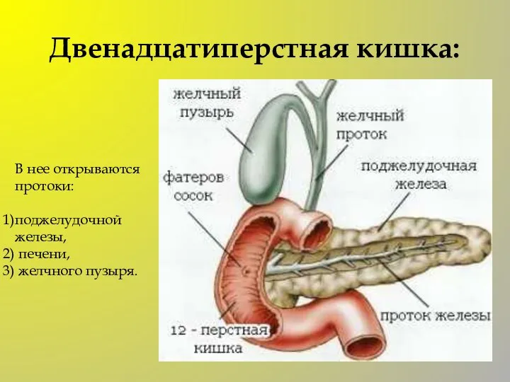 Двенадцатиперстная кишка: В нее открываются протоки: поджелудочной железы, печени, желчного пузыря.
