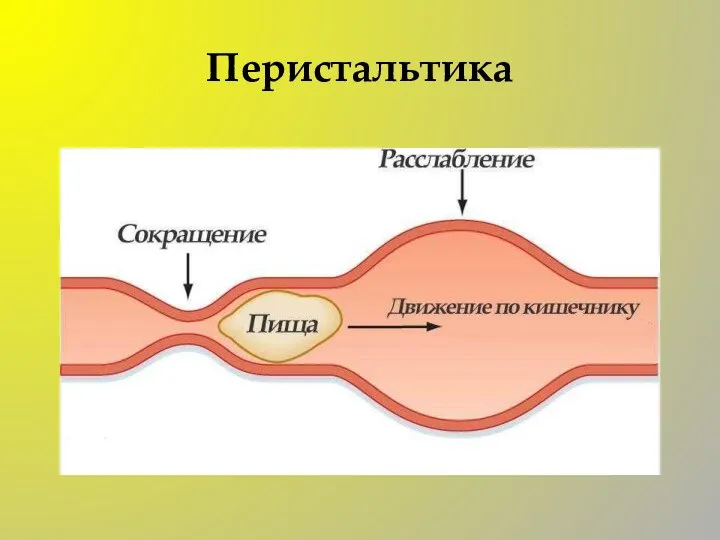 Перистальтика